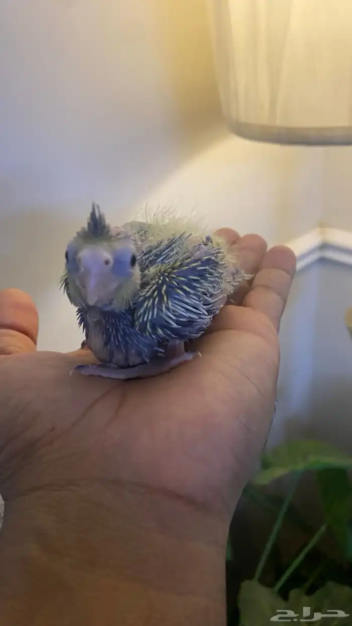 فرخ روز يقبل غر 2