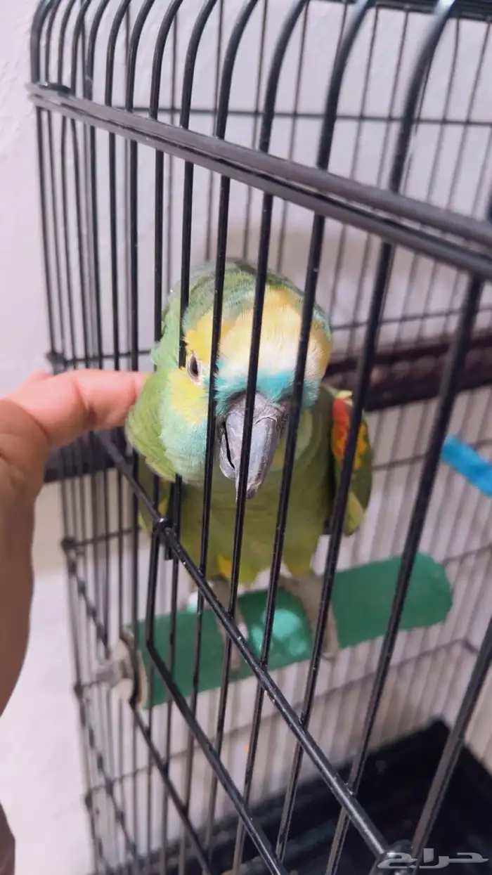 بغبغاء امازون 6