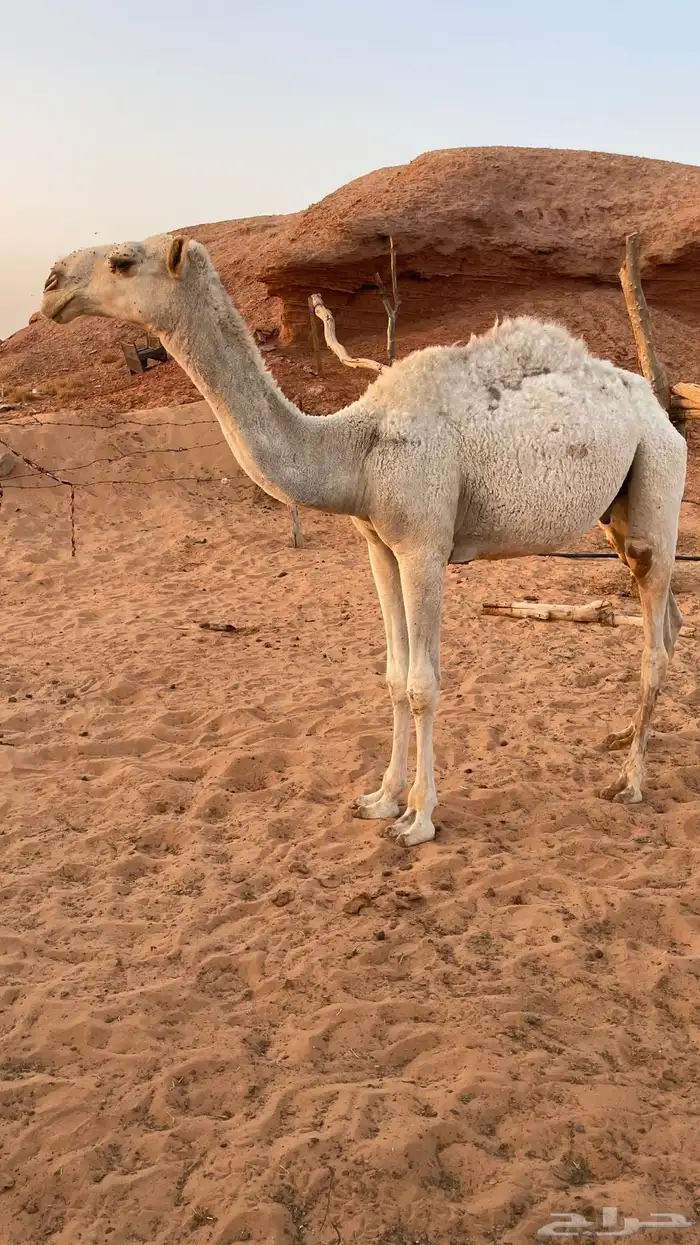 قعدان قصب2 2