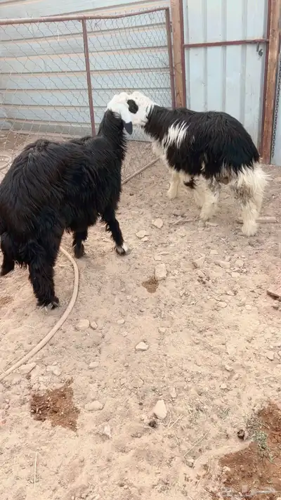 للبيع ذبايح نجد خرفان index