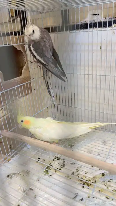 جوز كروان النثى أليفه index