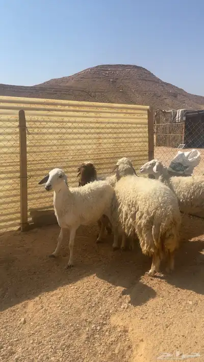 شياه حريات ونعيميه ثنوات index