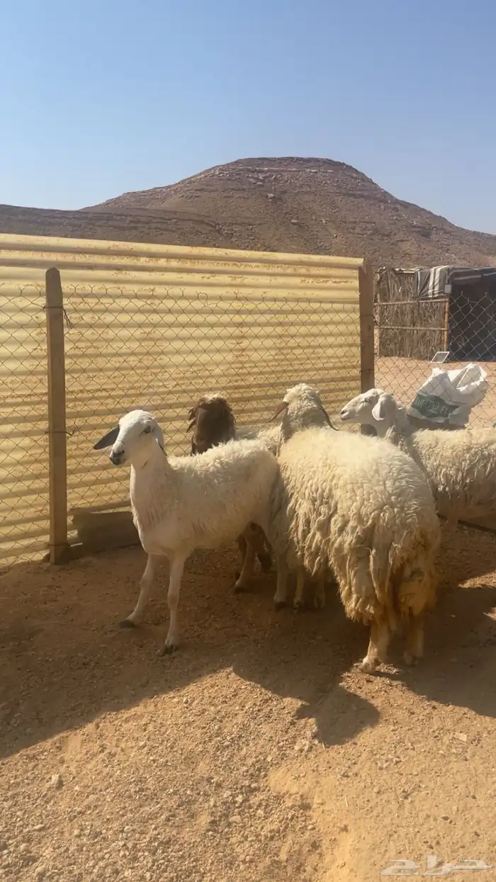 شياه حريات ونعيميه ثنوات 1