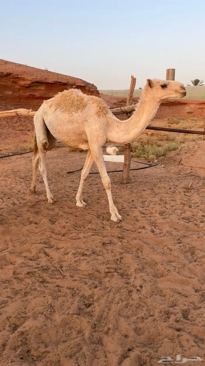 قعدان قصب2 5