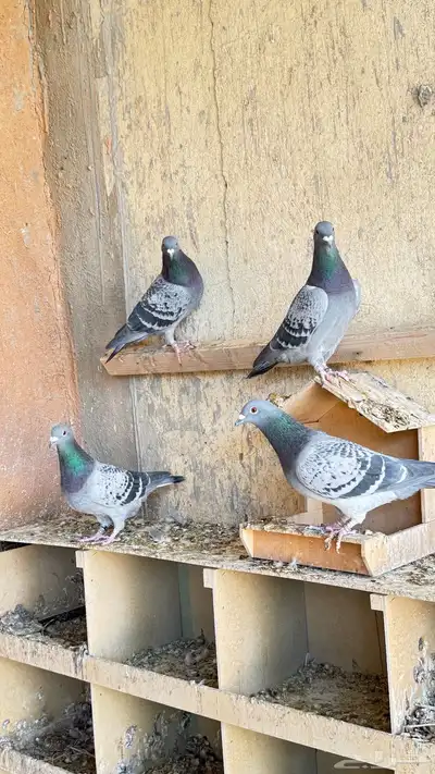 حمام زاجل index