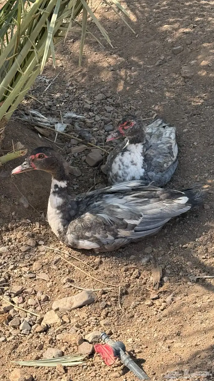 بط مصري للبيع 9