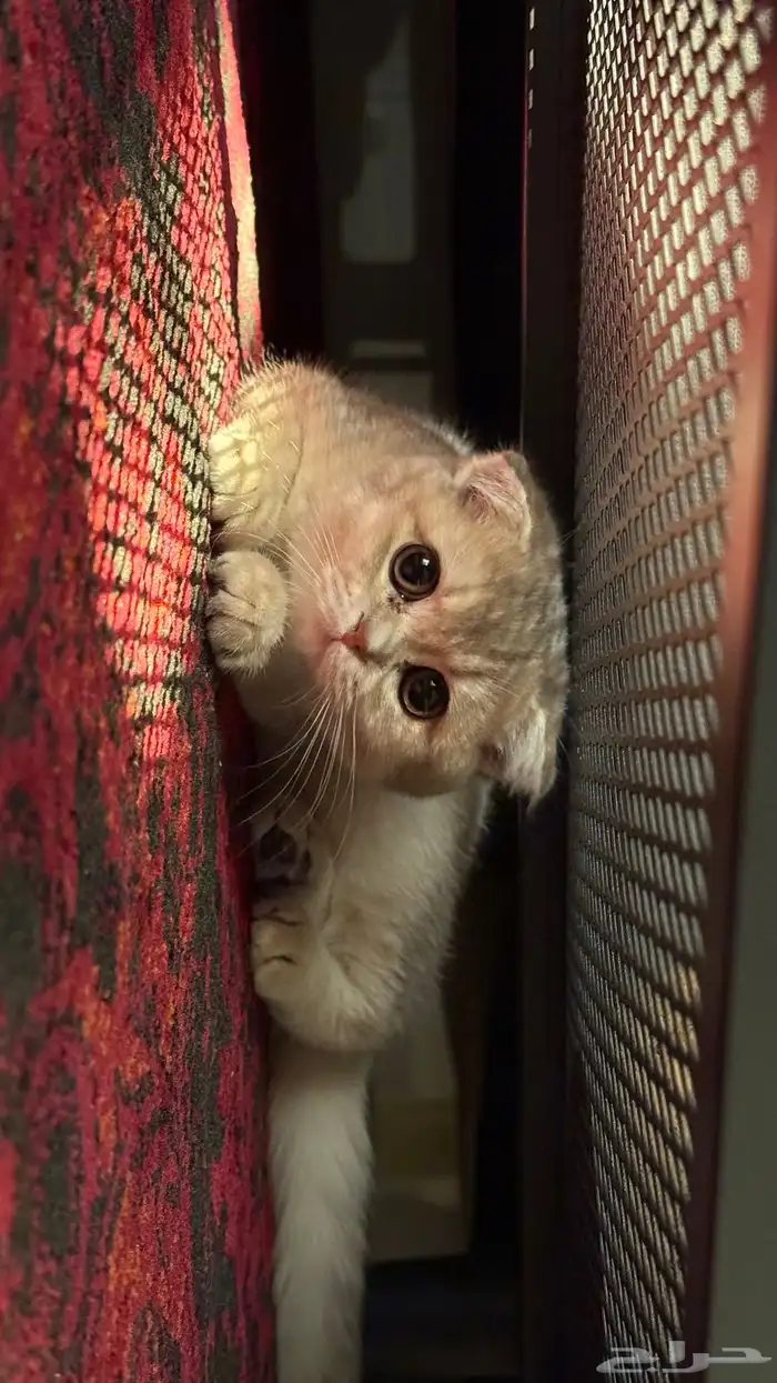 قطه سكوتش فولد انثى 1