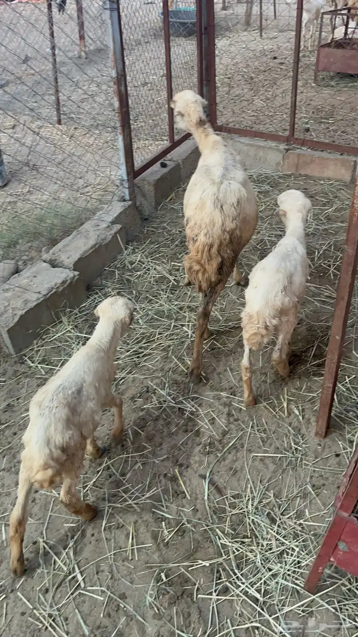 نعجه منتوج متاومه 3