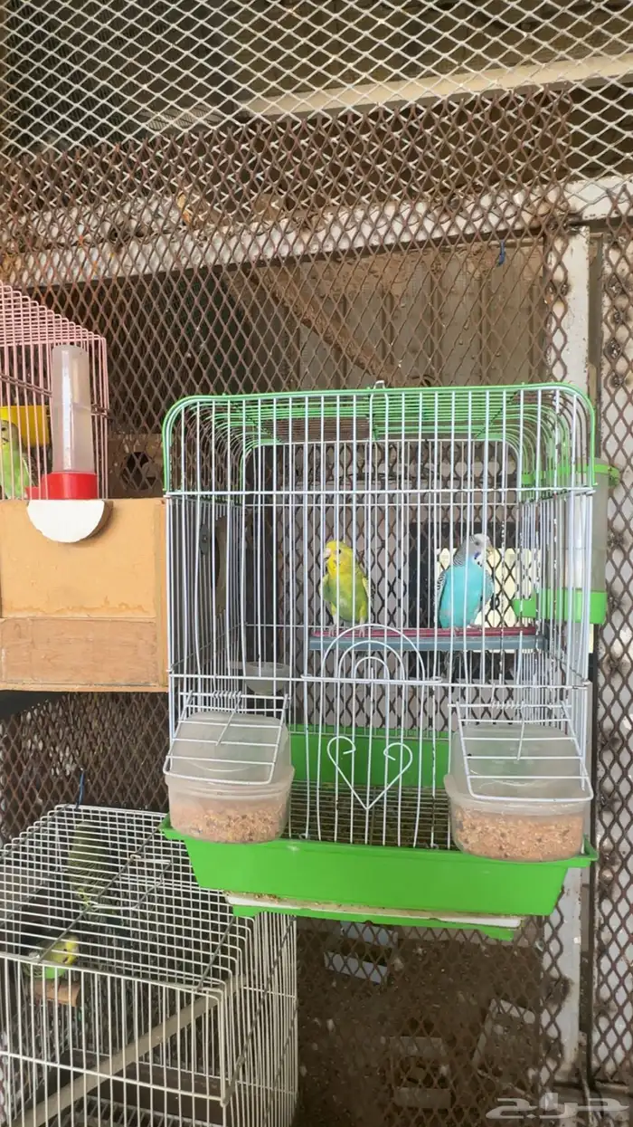 اجواز بادجي 2