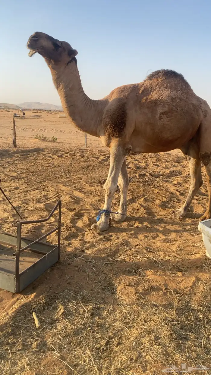 بعير احمر ساسه علا الهدب بعير عبدالمحسن الراجحي وامه كفو 1
