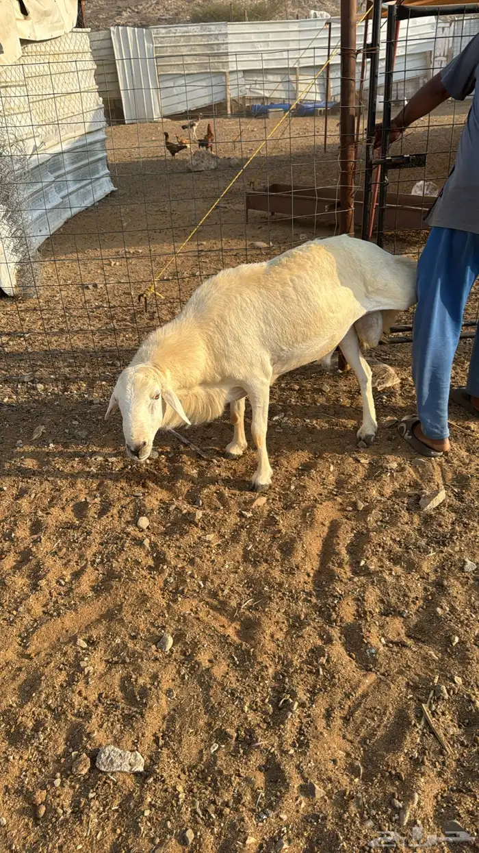 غنم مقاني وخلفات وسواكني حمري 9