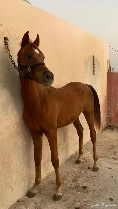 مهر شعبي شيخ index