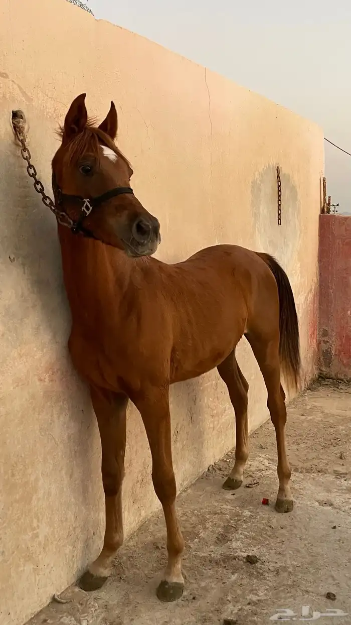 مهر شعبي شيخ 1