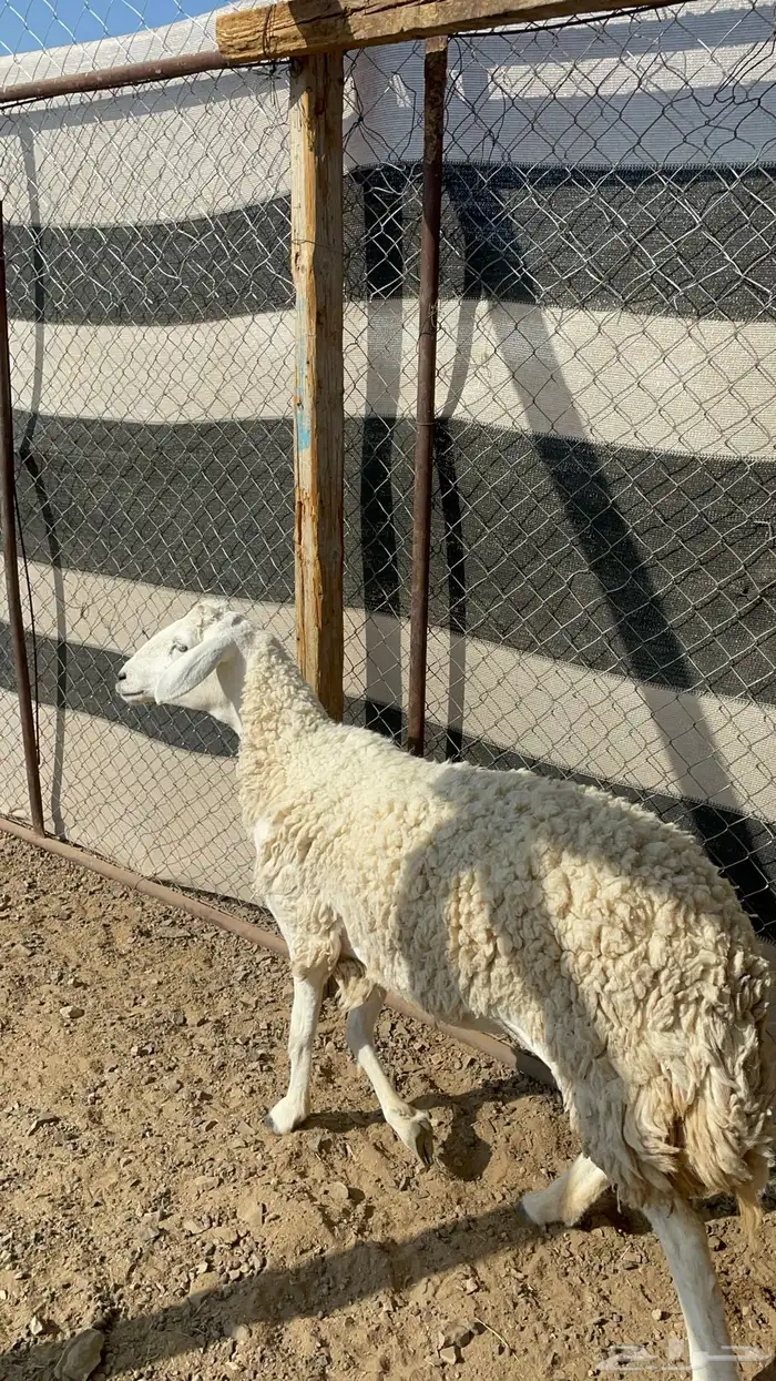 رخل حرشا رباع(تم البيع ) 5