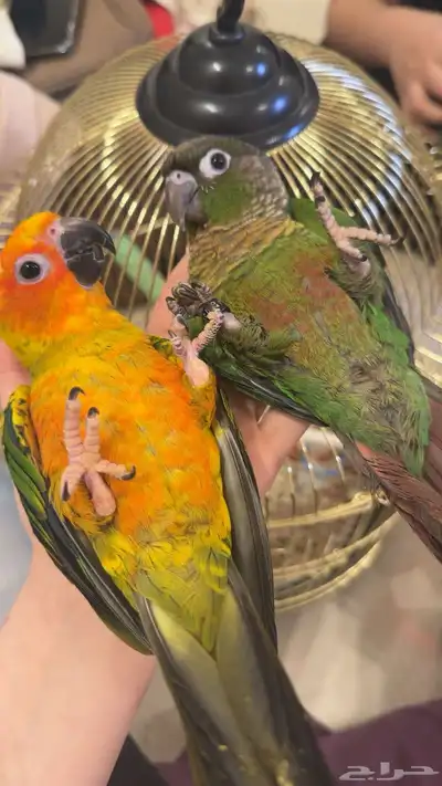 صن كنيور index