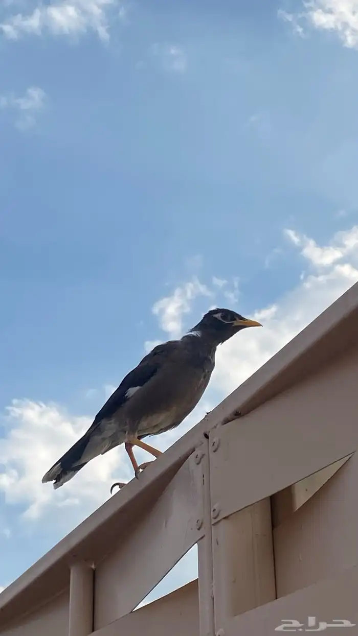 فرخ مينا اليف علئ السوم 10