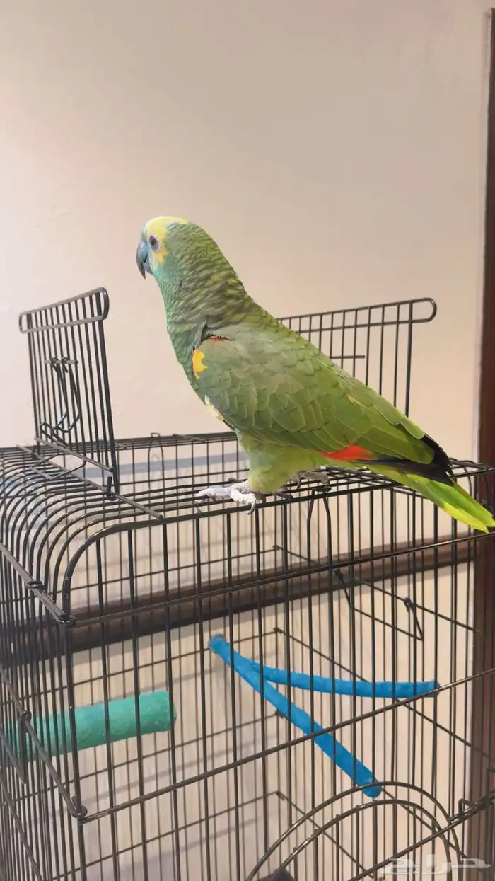 بغبغاء امازون 8