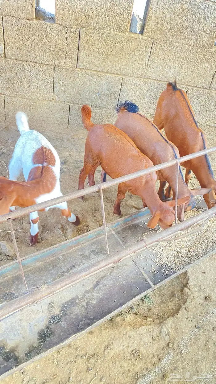 تيوس لأناث2 و الذكور2 1