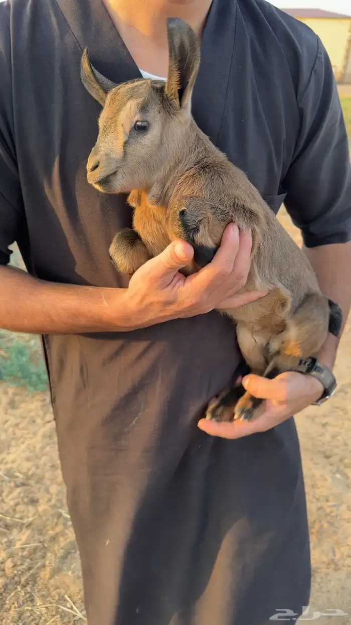 تيس قزمي للبيع 2