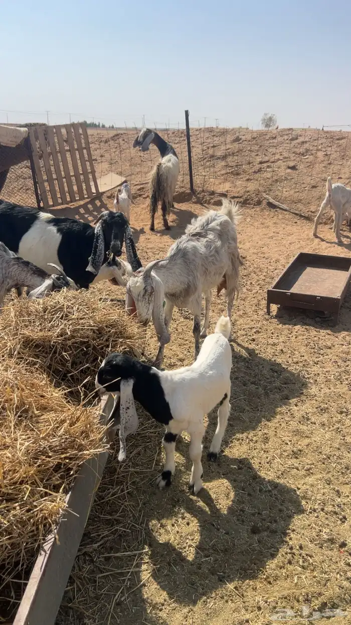 معزاء مواليد للبيع 1