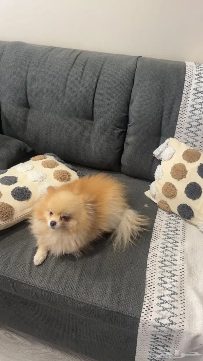 كلب مومرينيان مني 2