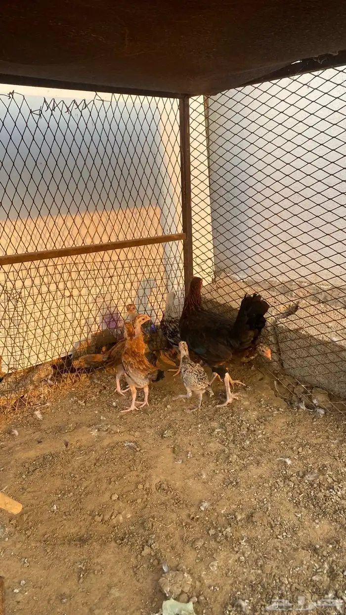 دجاجه بفروخ 0