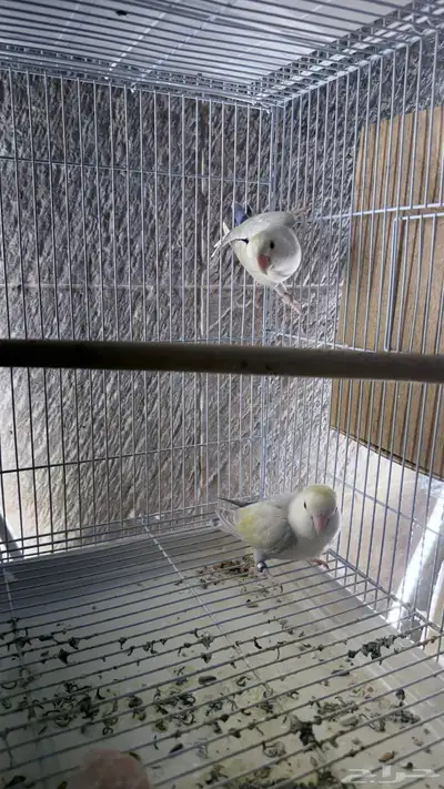 زوج روز منتج index