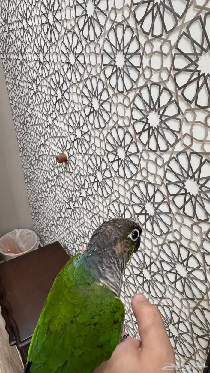 ذكر كنيور قرين شيك اليف ومتكلم ومنتج ( تم البيع) 12