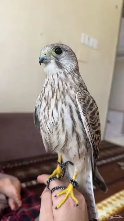 شرياص او باشق 0