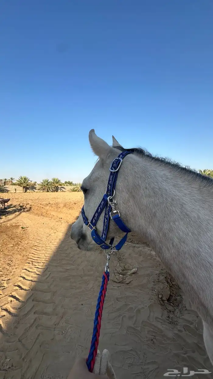 مهر شعبي - وادي الدواسر 0