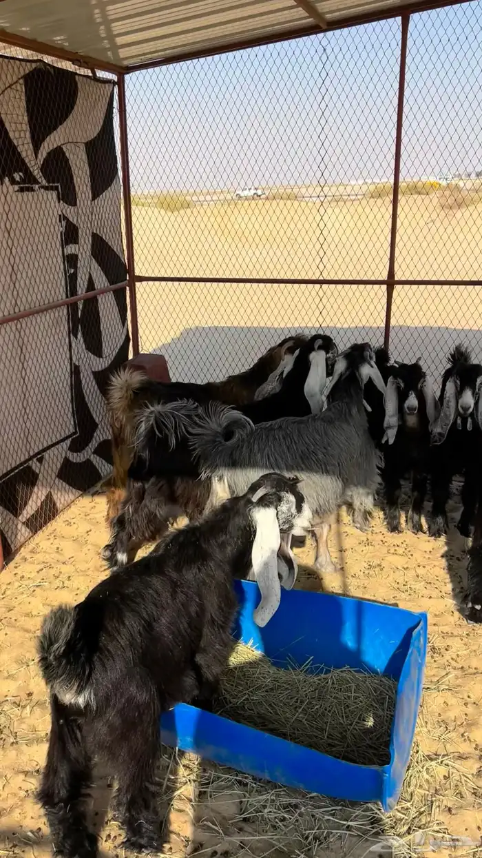 عوارض صنف 10