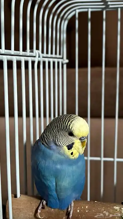 عصفور بادجي ذكر مع قفص كبير   السعر 100 ريال فقط index
