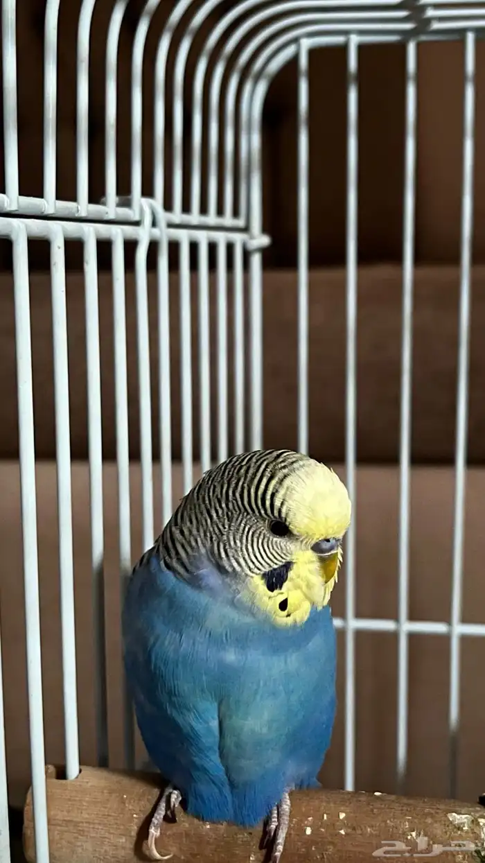 عصفور بادجي ذكر مع قفص كبير   السعر 100 ريال فقط 2