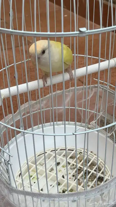 طيور روز index