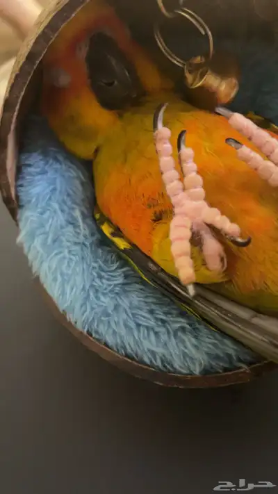 صن كنيور index