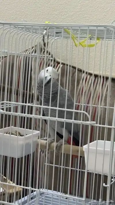 كاسكو اليف متكلم index