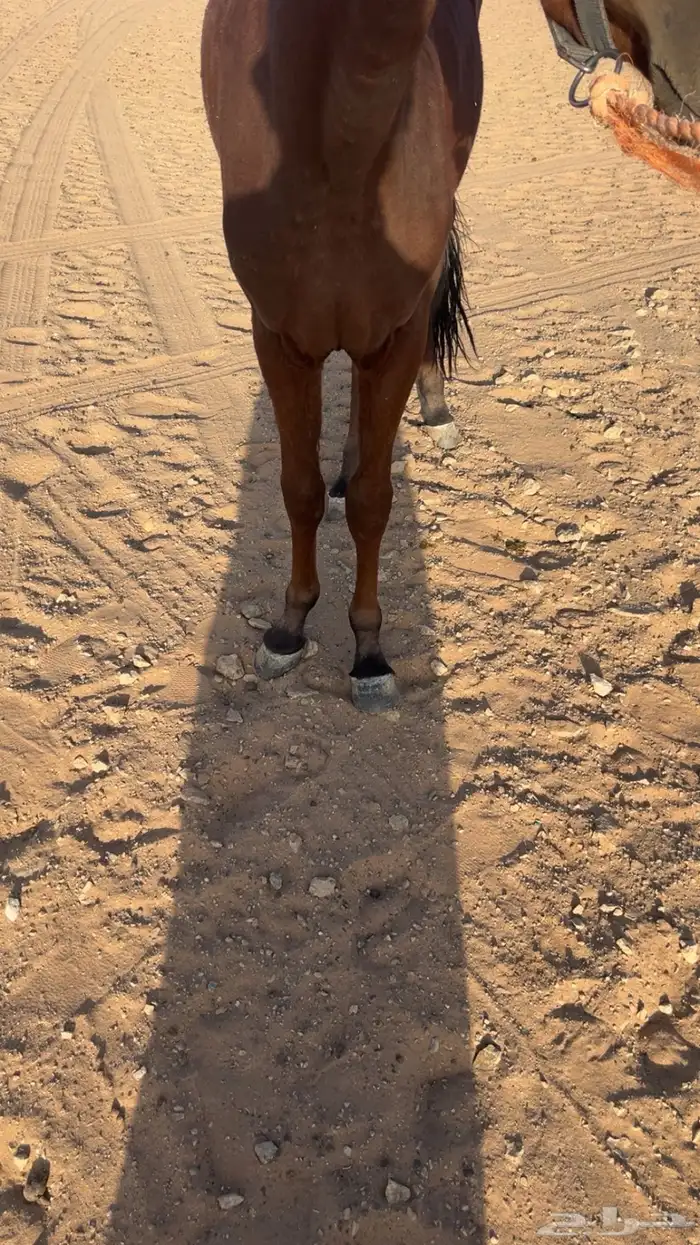 مهر جزيري عمره 9 شهور سليم شرط رقم التواصل 2