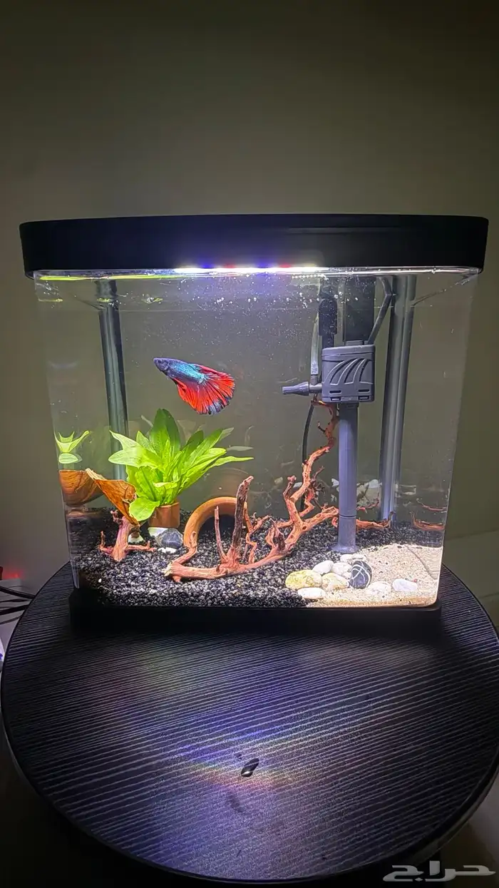 حوض سمك فايتر بيتا 0
