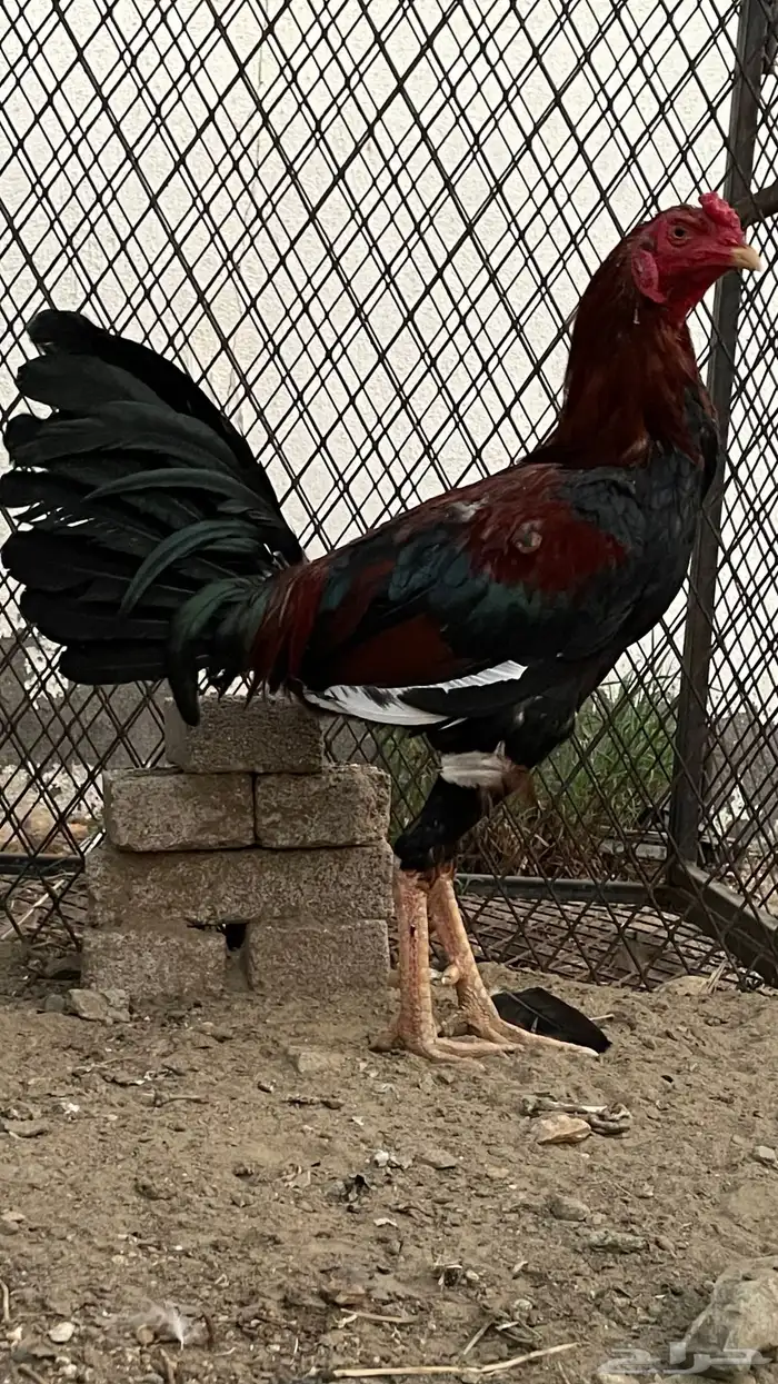 ديك باكستاني 2