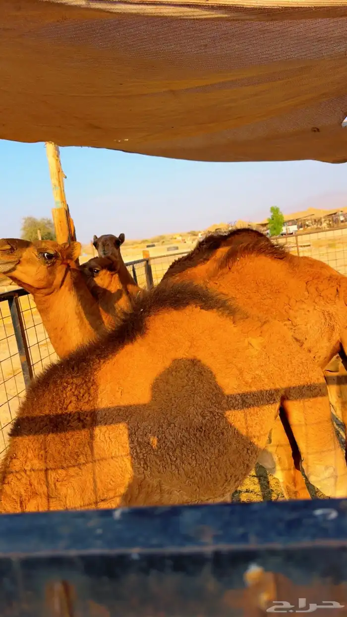 قعدان بلدي لوز سمان شرط 0