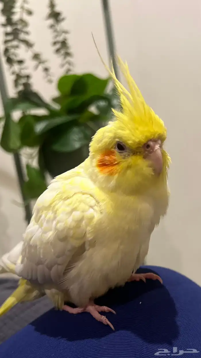 ببغاء كروان كوكتيل اليف ذكر 0
