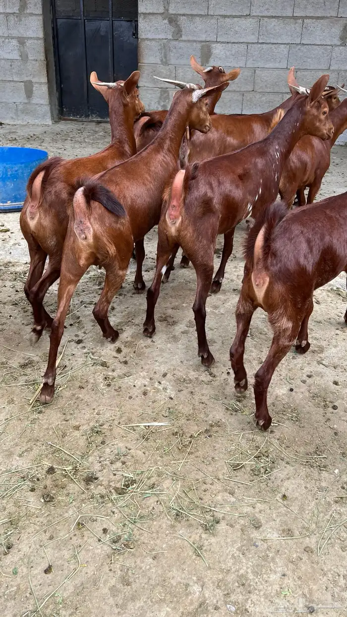 جفار دهم عدد 10 ( تم البيع ) 4