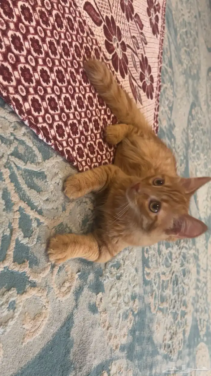 قطط للتبني بمسؤوليه ومخافه الله 1