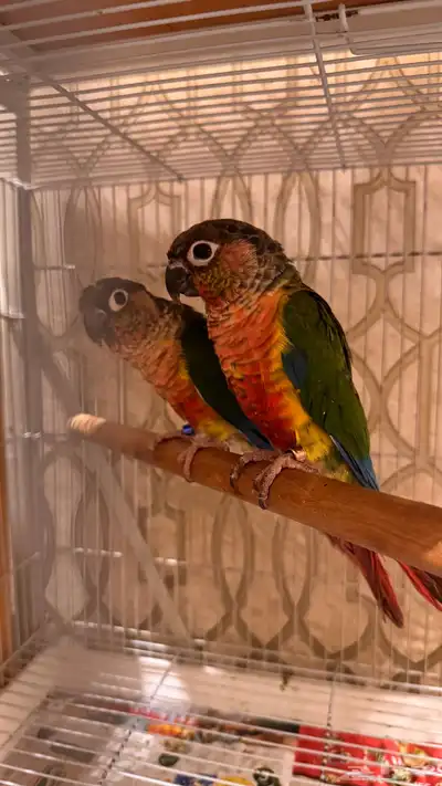 زوج كنيور يلو سايد رد فاكتور صبغه قويه مستوى فاخر index