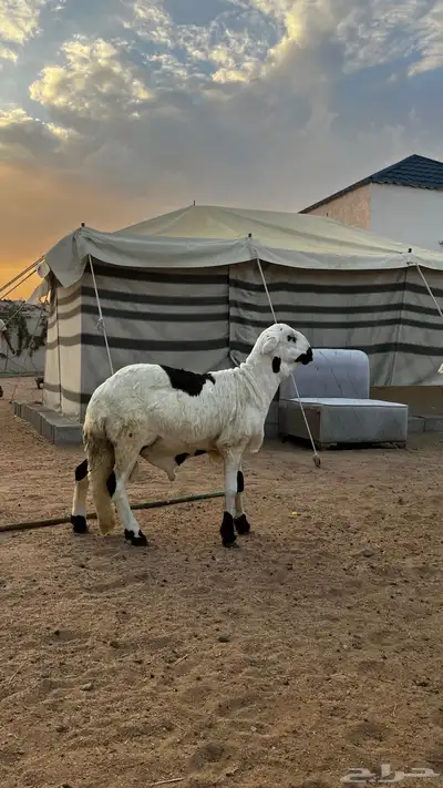 سواكني شحم index