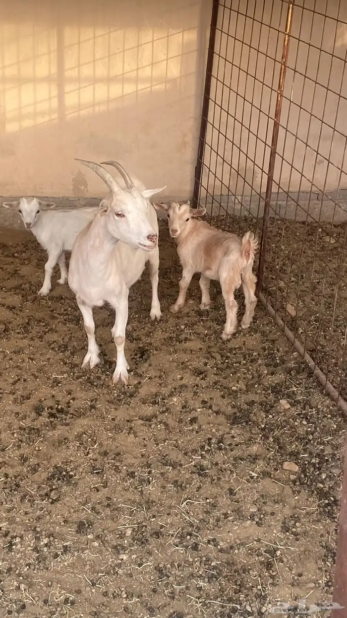 للبيع ماعز قزم 1