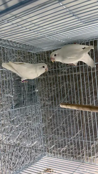 روز البينو صافي index