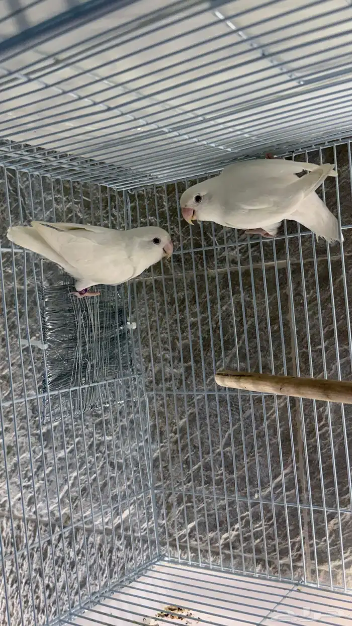 روز البينو صافي 0