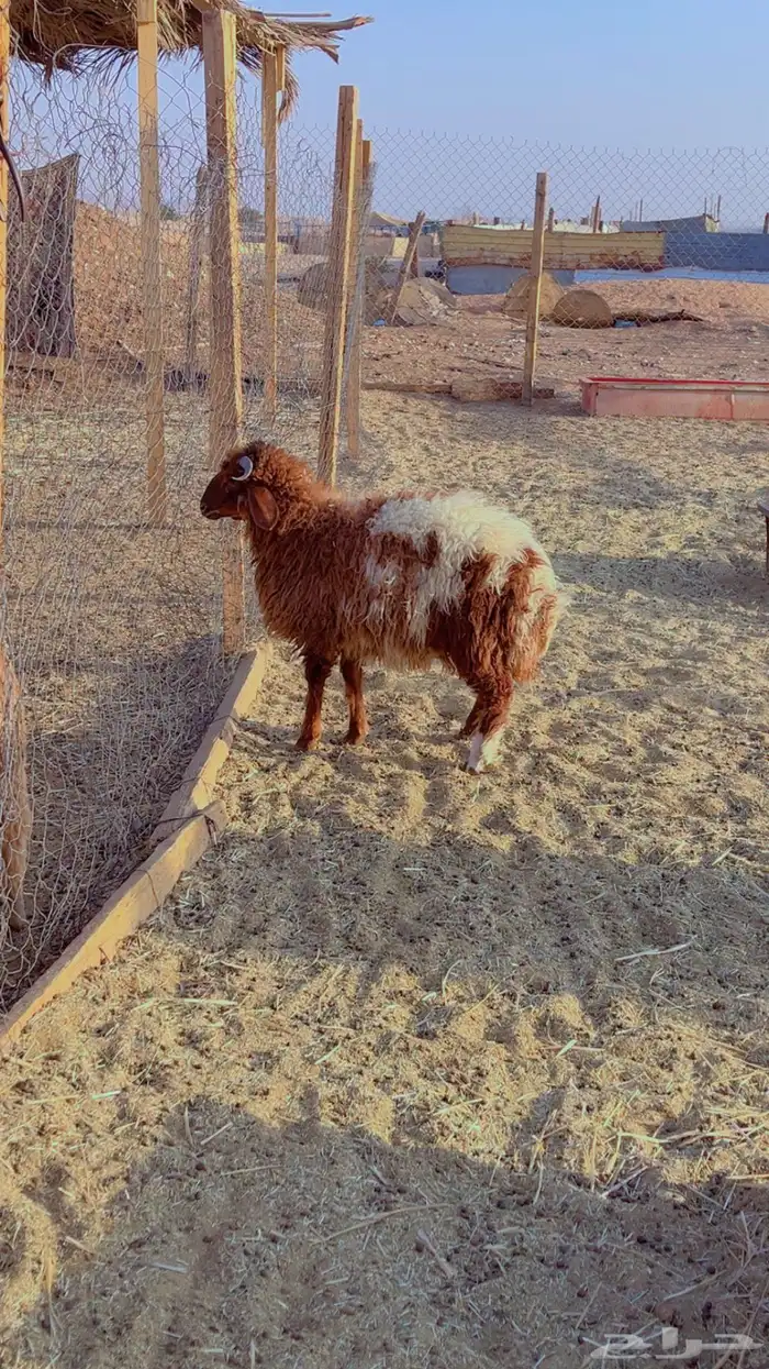 طليان نعيم سواكن برابر فل شحم (راجع التقيم) 0