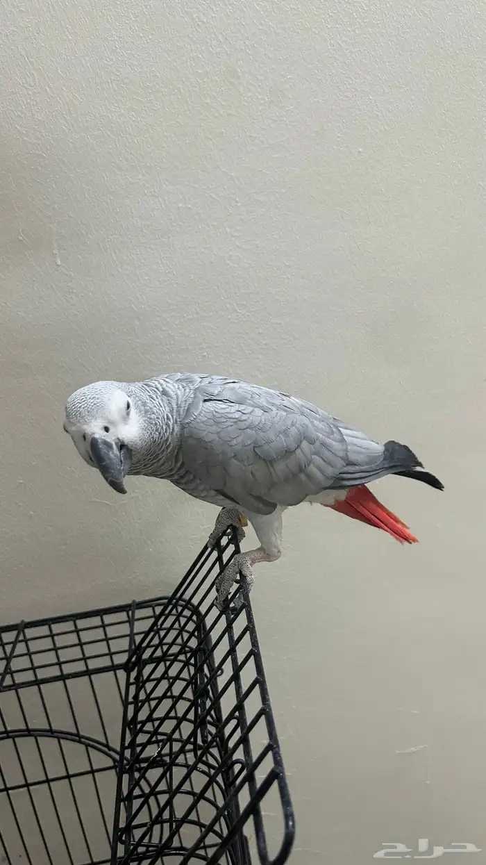 بغبغاء كاسكو 1